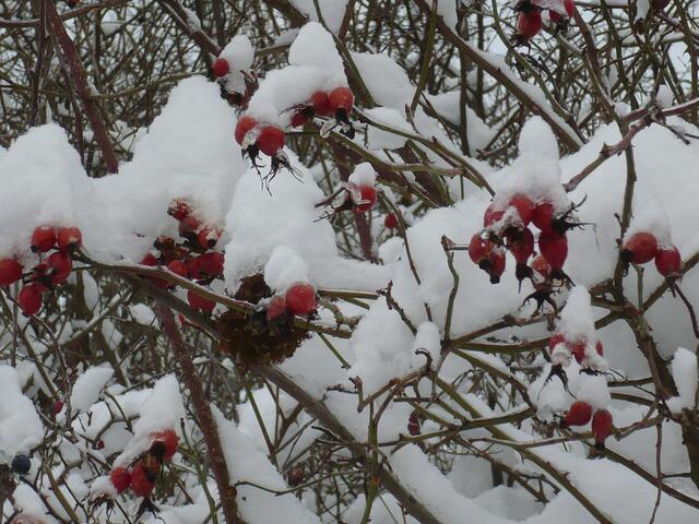 Hagebutten im Schnee