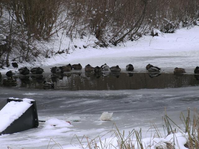 Enten unter einer Brücke - die letzte frostfreie Bastion