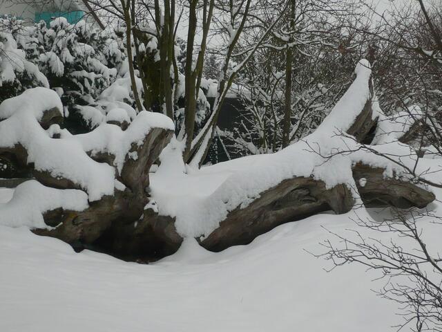 Schneebedeckte Wurzel auf dem Spielplatz am Mittellandkanal