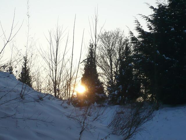 Sonnenkugel in der Tanne