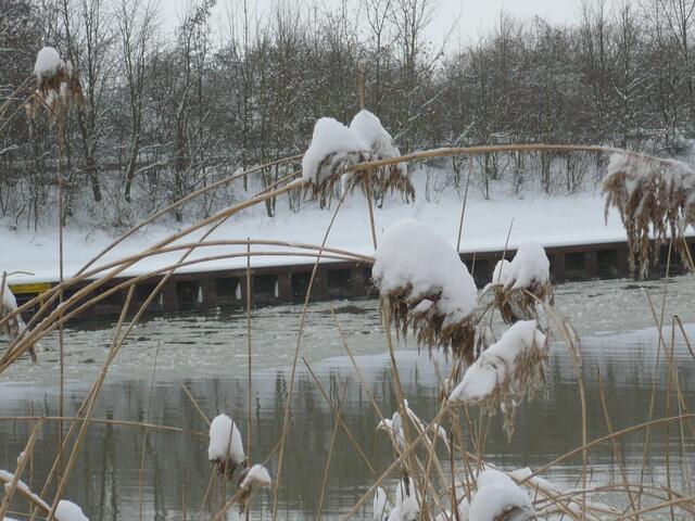 Schneehäubchen