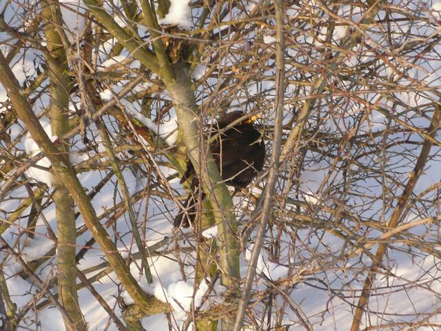 Eine Amsel ruht sich aus.