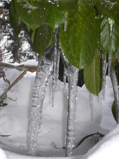 Schöne Eiszapfen