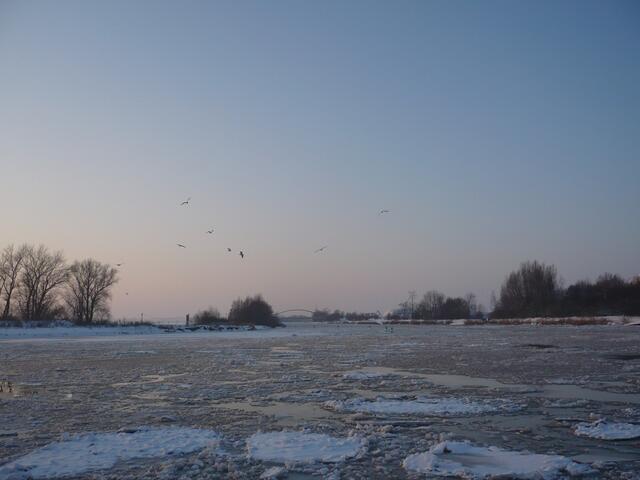 Vogelschwarm am Mittellandkanal