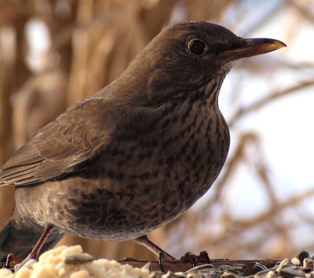 Amsel (weiblich)