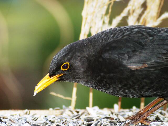 Amsel (männlich)