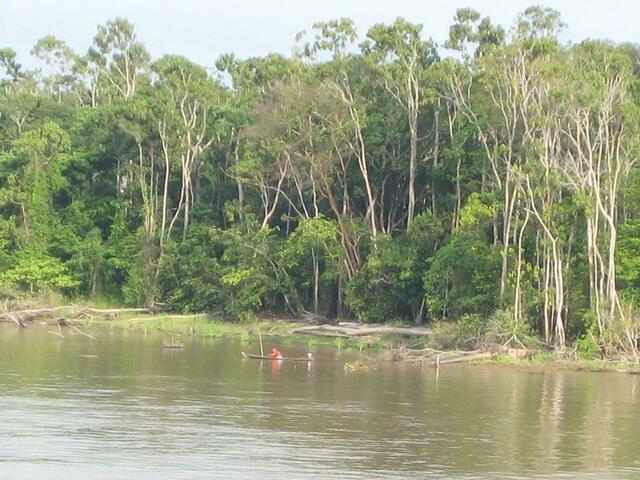 Primärvegetation am Amazonas (vor der Brandrodung)