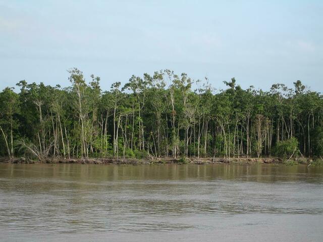Sekundärwald am Amazonas