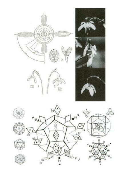 Lehrtafel mit Zeichnung/Foto zur Schneeglöckchen-Mutation und zur Urform-Theorie. (W.H. - Symmetriebücher)m