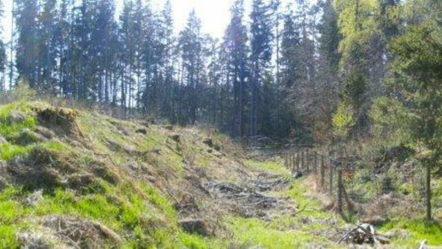 Keltenschanze Brandholz bei Igling