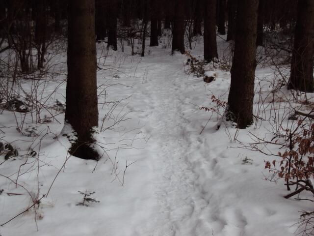 .. im Wald ist es windstill und angenehm