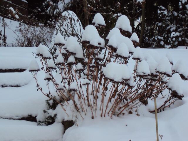 .. alles mit weißer Haube