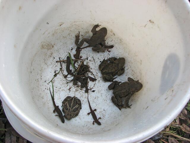 Teichmolche, Knoblauchkröte und Erdkröten