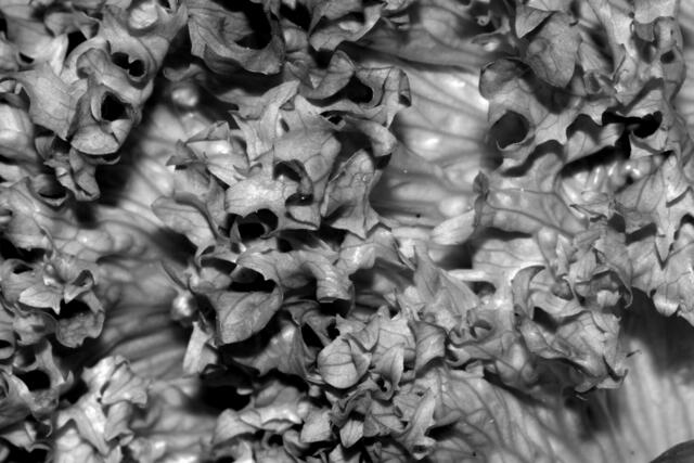 Landschaft vom Salat