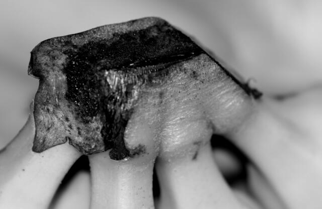 Hält die Bananen zusammen