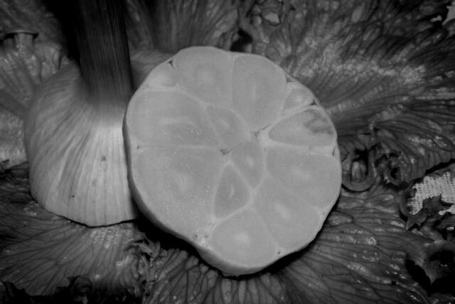 Knoblauch - sein Duft erfüllte das Studio