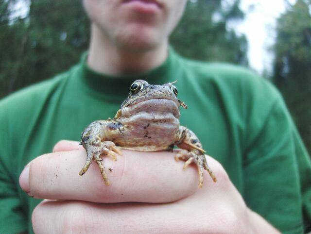 Eine Handvoll Grasfrosch | Foto: LKl
