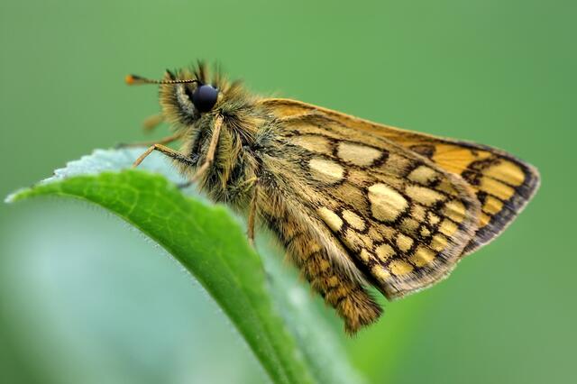 Gelbwürfeliger Dickkopffalter