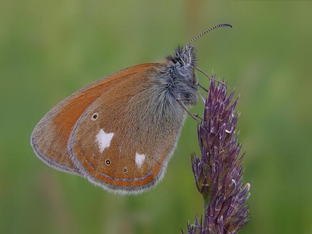 Rostbraunes Wiesenvögelchen
