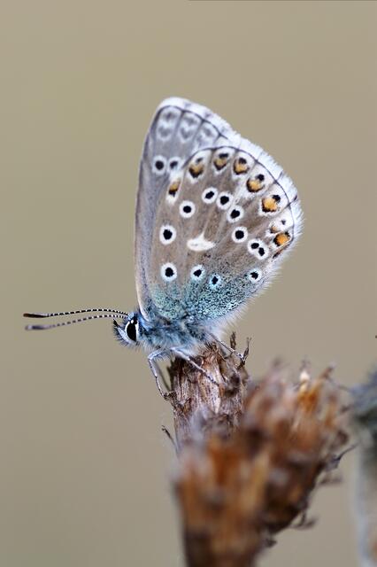 Bläuling