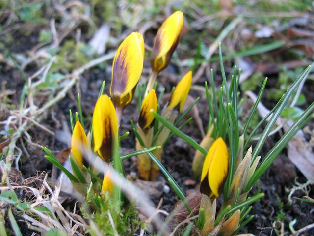 Krokusse mit noch nicht ganz geöffneten Blüten