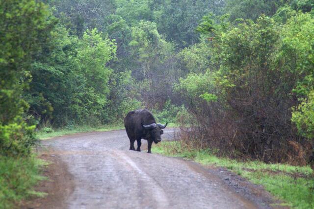 Alter verletzter Büffel, sehr angriffslustig.