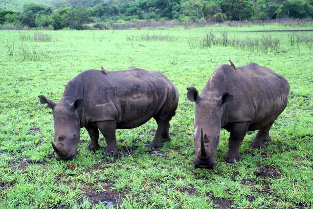 Nashörner mit Madenhackern