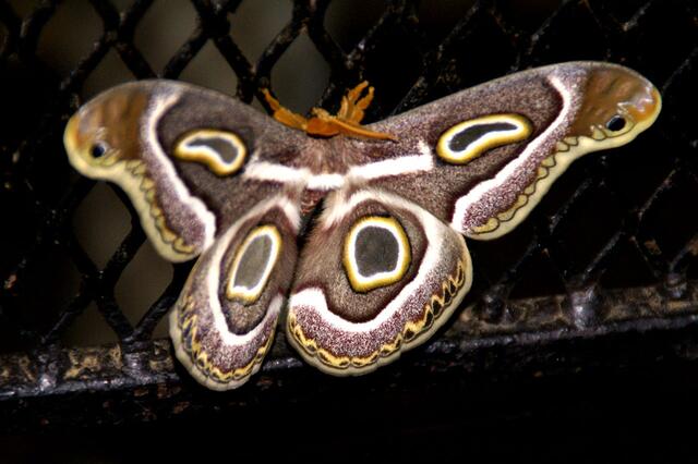 Schmetterling am Parkeingang