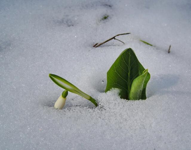 wer wird denn gleich den Kopf in den ... Schnee stecken?