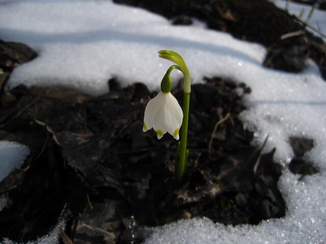 hoffentlich ist er bald weg, der Schnee (und Frost!)
