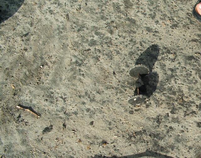 Die Erfindung des Rades