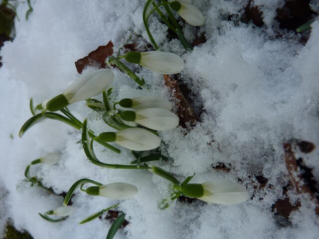 Schnee-Glöckchen - Weiß-Röckchen. Siehe zum Bild im EPILOG: Gedicht/Lied-Mutante W.H.