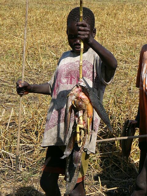 Lungenfische mit Speer gefangen