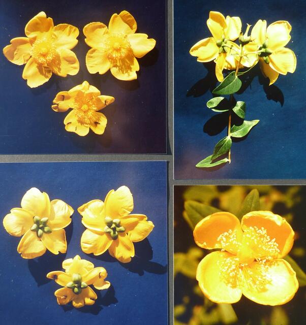 Johanniskraut-Zweig mit Links- und Rechts-Blüte; unten rechts tetrasymmetrisch mutiert. Über Asymmetrie bei Blüten mehr in meinem Symmetriebuch. Abb.: Ausschnitt Farbtafel 3.