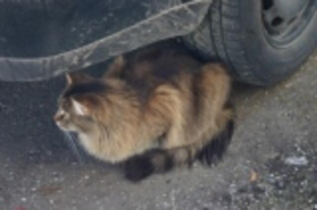 Jetzt testen wir das mal ich geh mal um das Auto rum… nach hinten weg… mal sehen was er dann macht.