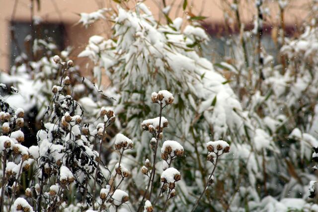 Bambus im Schnee wie lange noch???
