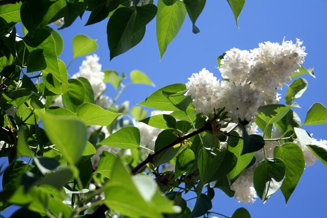 dieses weiß gefällt mir besser