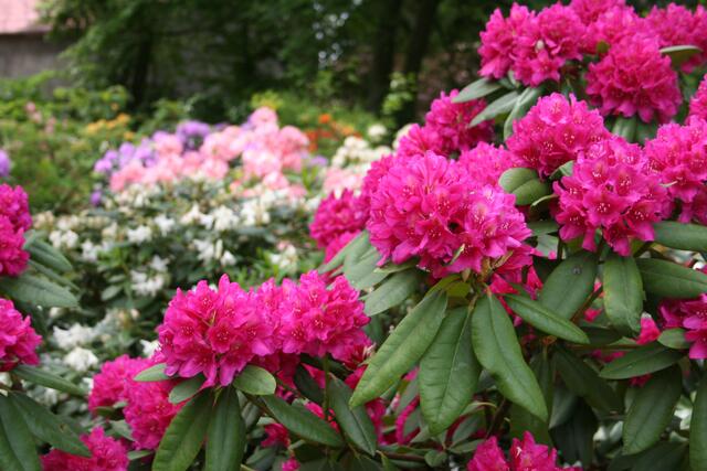 komm lieber Mai und mache ..........