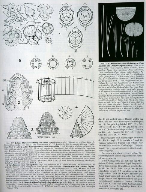 Seite 79 des Symmetriebuches - Blütenentwicklung - Kiefernarten: 2-, 3-, 5-nadelig symmetrisiert.