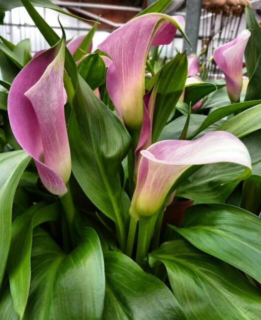 Herrliche Farbe