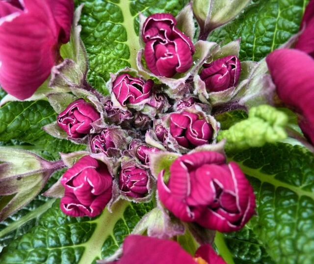 Voller Knospen