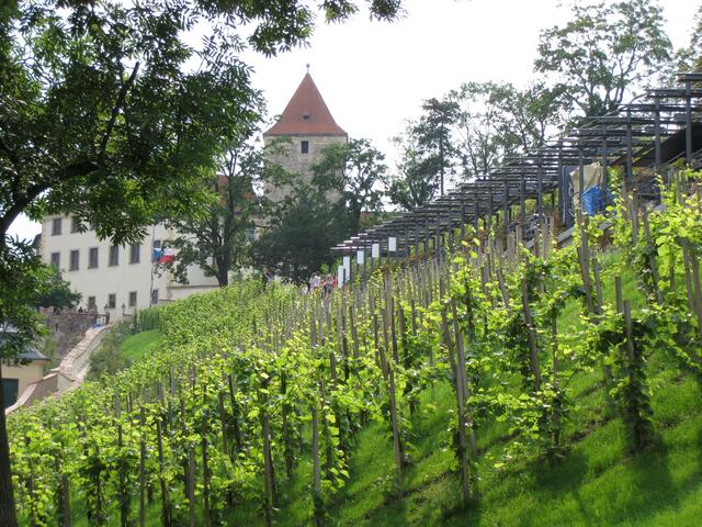 Wallgarten unterhalb des Hradschin