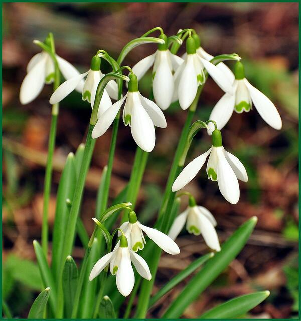 Mit ihren kleinen Glöckchen läuten sie den Frühling ein