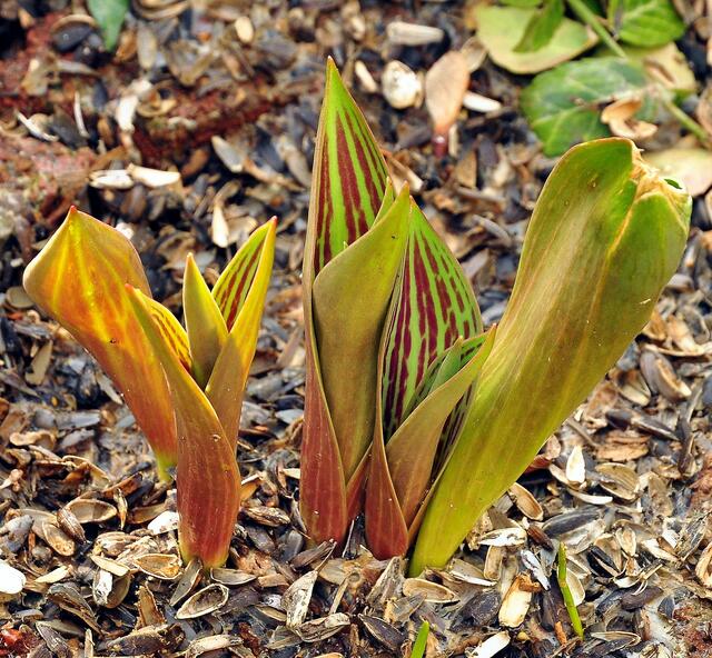 Die Tulpen schieben schon kräftig