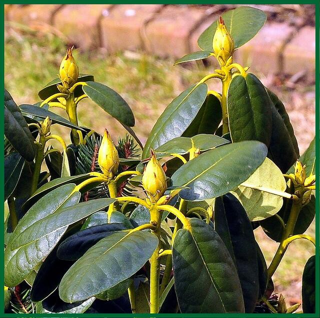 Rhododendronknospen