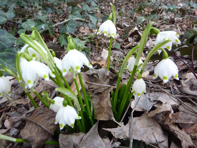 Die Frühlings-Knotenblume (Leucojum vernum), auch Märzenbecher, Märzbecher oder Großes Schneeglöckchen genannt, ist eine Pflanzenart aus der Familie der Amaryllisgewächse. Mit 3-zählig radiärsymmetrischen Blüten (6 Blütenblättern, 6 Staubblättern).