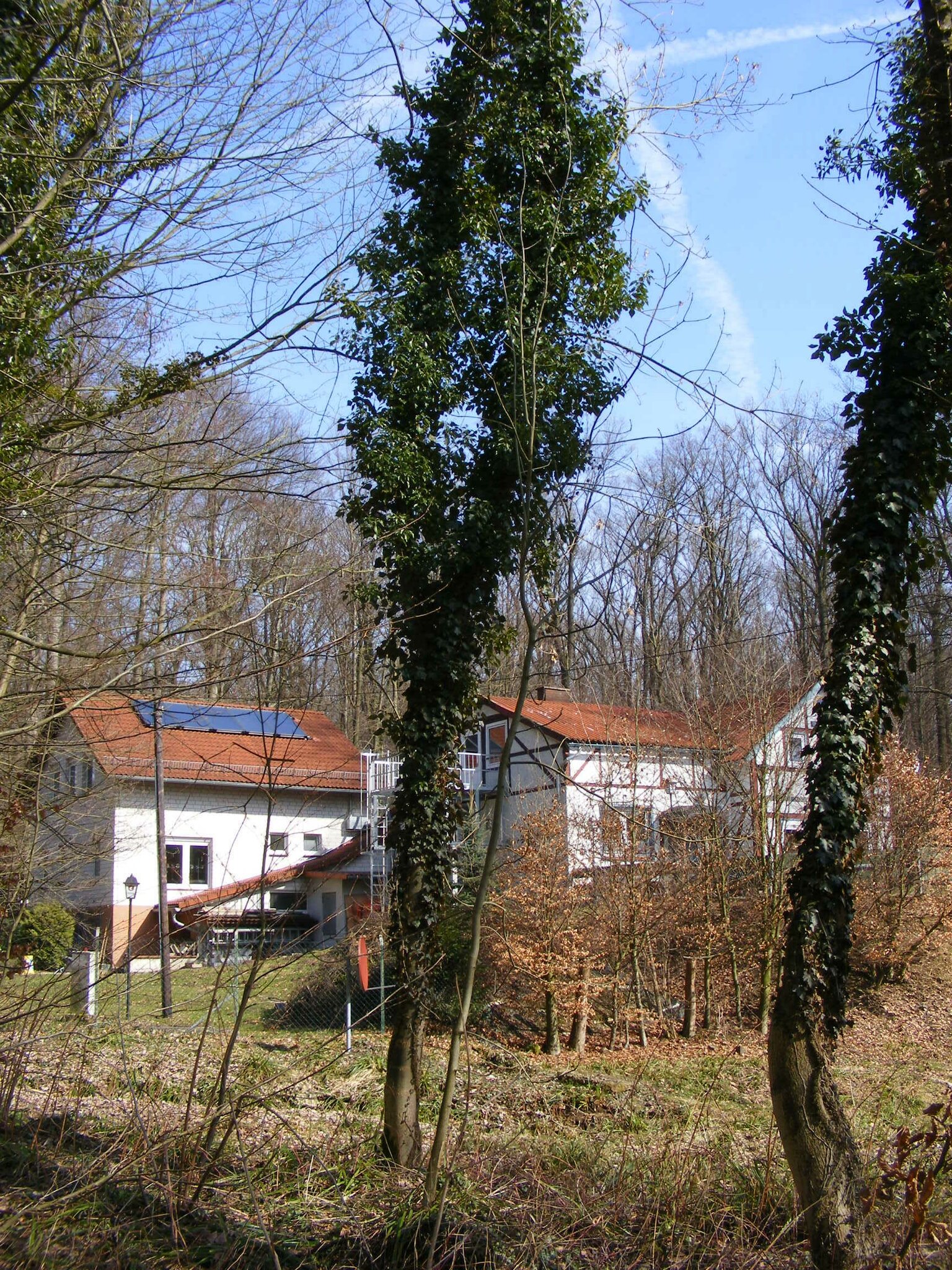 Bume im Wrgegriff des Efeu - Springe