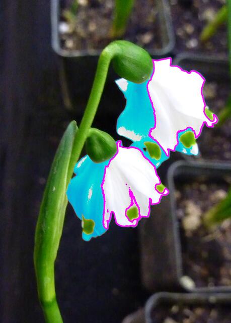 Mutiert mit 2 Blüten am Stengel: Märzbecher. ars evolutoria farbenmutiert.