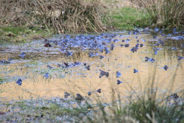 Es wimmelt im Teich