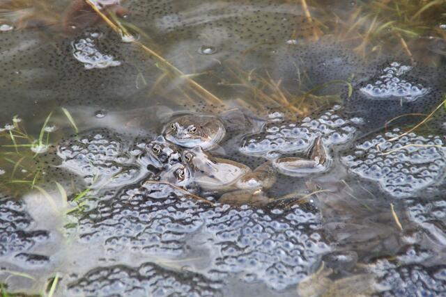 Das Wasser ist voller Laich und es geht noch weiter